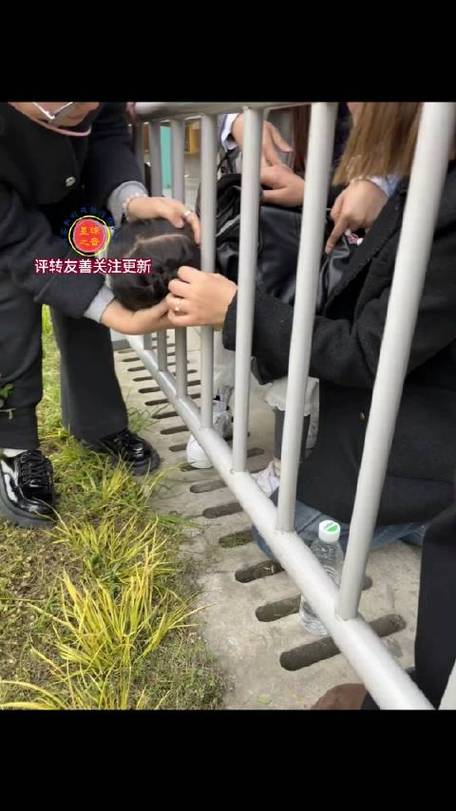 2025年天天开彩免费大全和男童头卡护栏身亡与小孩头卡栏杆视频