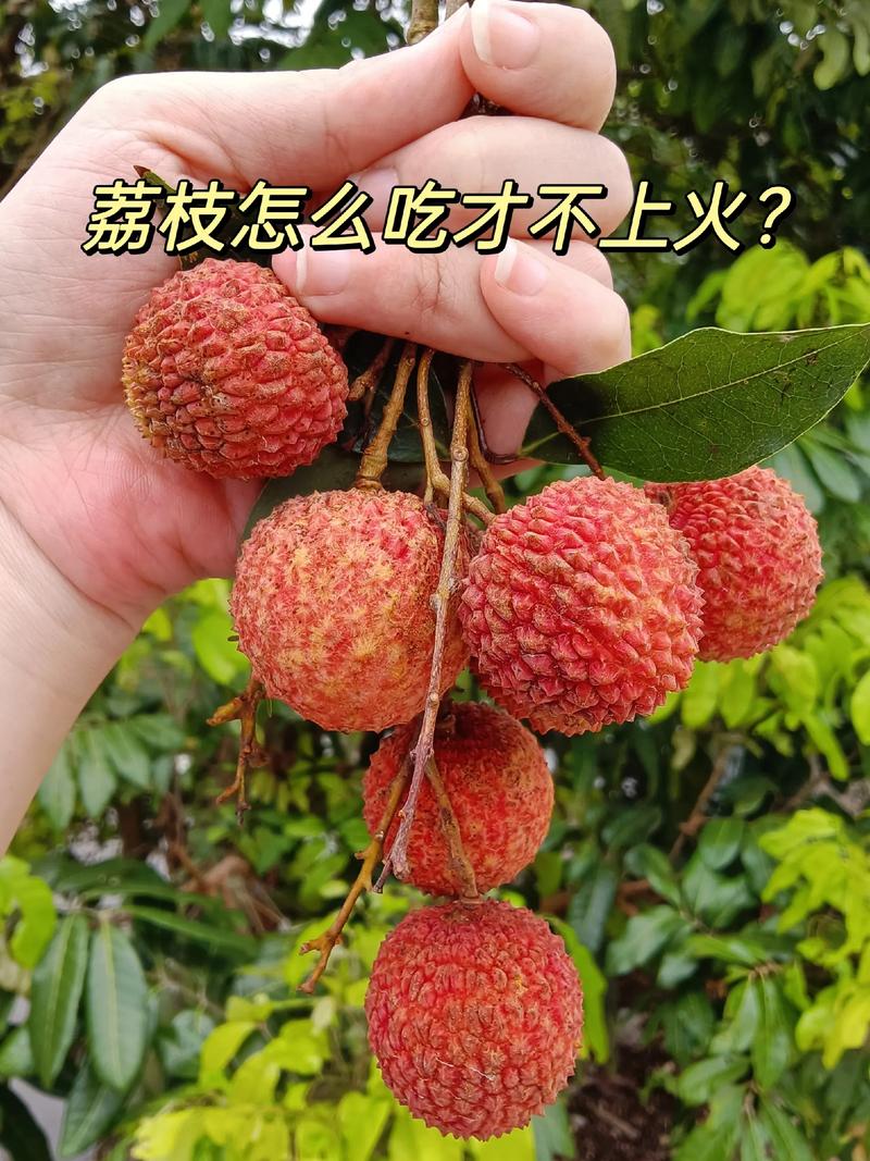 澳门6合开奖结果和荔枝冷藏再吃不上火与荔枝冷藏好吃吗