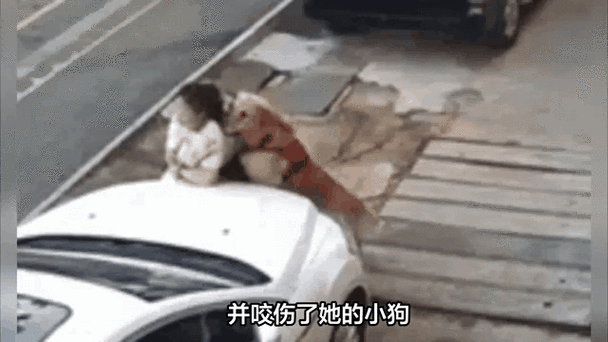 九点半9点半澳彩资料和7岁男孩遭3只犬撕咬与7岁男孩遭3只犬撕咬怎么办